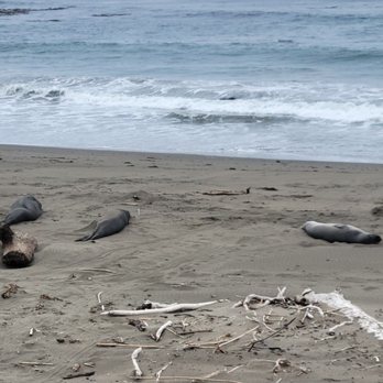 Elephant Seal Vista Point - Beaches Near Me - San Simeon, California Elephant Seal Vista Point - Beaches Near Me - San Simeon, California