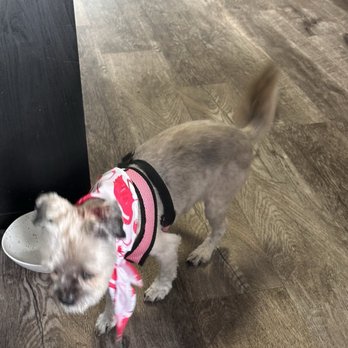 Bark IN Style - Sophie - Pet Groomers Near Me - Middletown, New York