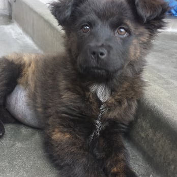 Pasadena Humane - Cute German Shephard/Chow mix. She's 2 1/2 months old. - Animal Shelters Near Me - Pasadena, California Pasadena Humane - Cute German Shephard/Chow mix. She's 2 1/2 months old. - Animal Shelters Near Me - Pasadena, California