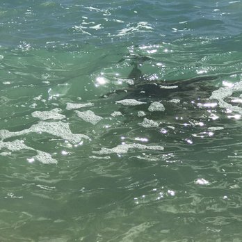 Poipu Beach - Sea turtles! - Beaches Near Me - Koloa, Hawaii Poipu Beach - Sea turtles! - Beaches Near Me - Koloa, Hawaii