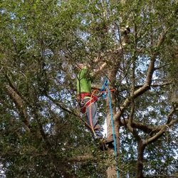 Steve Morgan Tree Service - Limb pruning cleaning out top of tree