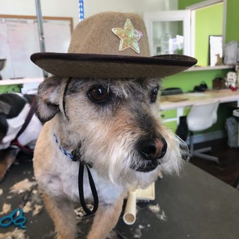 Discount Pets - Pet Groomers Near Me - Anaheim, California Discount Pets - Pet Groomers Near Me - Anaheim, California