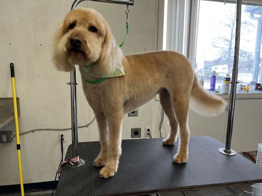 Curated visual reference: Gallery Detail: The Dog S Grooming Barn Updated April 2026 20 Photos