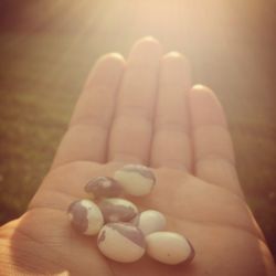 Sustain DuPage Garden - Magic beans.