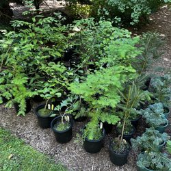 O'brien Nurserymen - Smaller tree specimens in pots