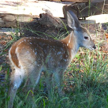 Ramsey Canyon Cabins - Coues's white-tailed deer - Hotels Near Me - Hereford, Arizona