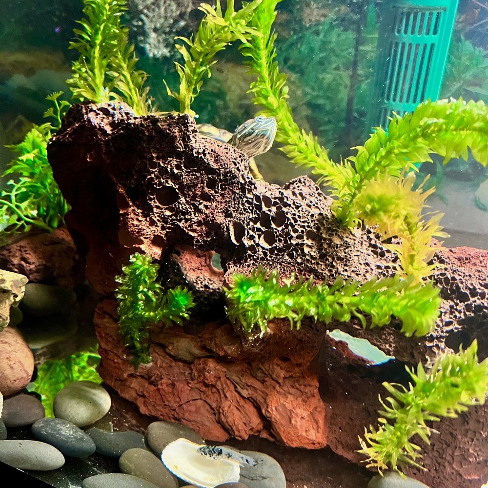 Elliotts For Pets - Bought this rock for my turtle and put some live plants on it, as you can see he is posing for the picture with his new rock. - Pet Stores Near Me - Riverside, California Elliotts For Pets - Bought this rock for my turtle and put some live plants on it, as you can see he is posing for the picture with his new rock. - Pet Stores Near Me - Riverside, California