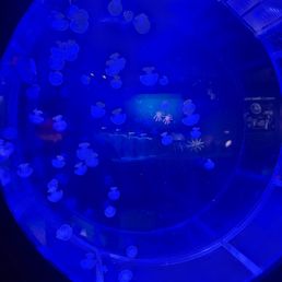 Jellyfish Jellyfish