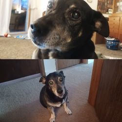Jefferson County Animal Shelter - Looking for my dog. Lost 2 days ago. Needs insulin. Please help bring him home. 541-325-1450