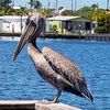 Tortuga Inn Beach Resort gift card