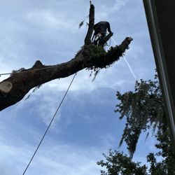 Alpha Tree Service 843