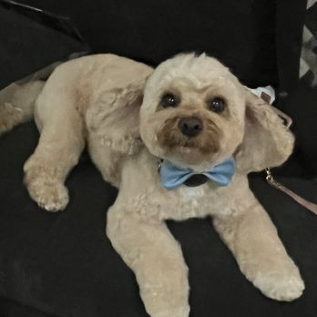 Soap Doggy Dog - Archie 11 years old - Pet Groomers Near Me Soap Doggy Dog - Archie 11 years old - Pet Groomers Near Me