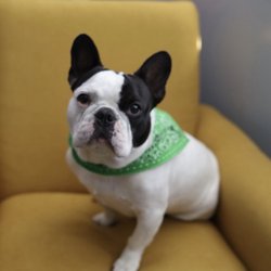 Legacy Pet Crematory - King Simon