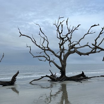 Driftwood Beach - Ocean and driftwood - Beaches Near Me - Jekyll Island, Georgia Driftwood Beach - Ocean and driftwood - Beaches Near Me - Jekyll Island, Georgia