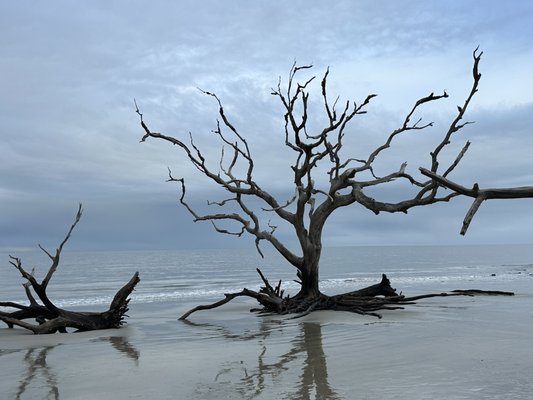 Driftwood Beach by null