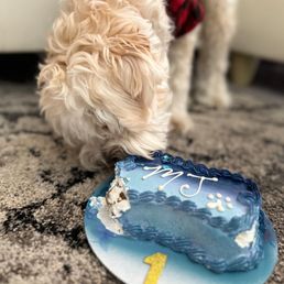 Enjoying the doggie cake Enjoying the doggie cake