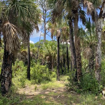 Double Branch Nature Preserve - Hiking Near Me - Tampa, Florida Double Branch Nature Preserve - Hiking Near Me - Tampa, Florida