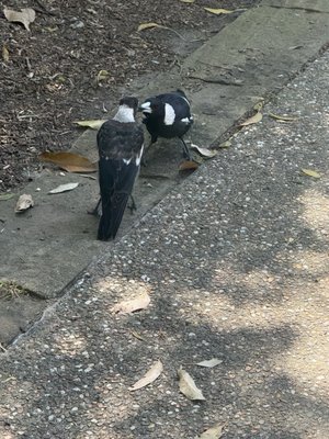 Bradleys Head Rd by null