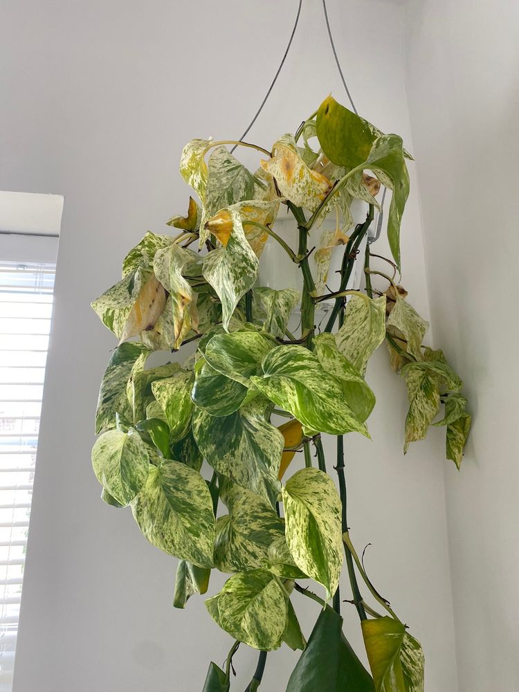 SOIL SERVICE GARDEN CENTER Updated September 2024 29 Photos & 30