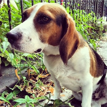 Angelic Pupstarts - Pet Sitting Near Me - Brooklyn, New York