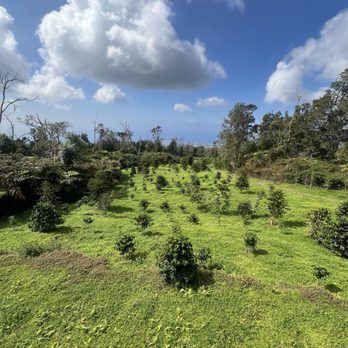 Mountain Thunder Coffee Plantation - Coffee plants with a view! - Coffee & Tea Near Me - Kailua-Kona, Hawaii