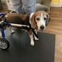 Photo of South Paw Canine Massage & Wellness