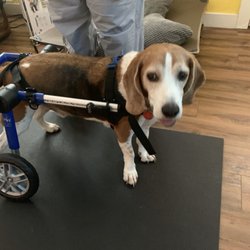 South Paw Canine Massage & Wellness - Wheelchair fittings and introductions