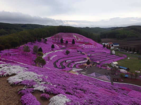 Higashimokoto Shibazakura Park by null