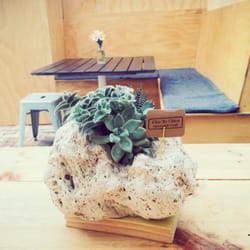 Mimosa - Love these centrepieces by Chic by Chica
