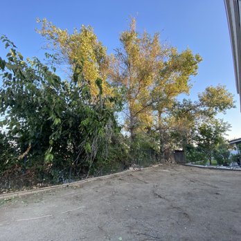 Noriega and Sons Tree Service - Before. Large trees damaging iron fence - Landscaping Near Me Noriega and Sons Tree Service - Before. Large trees damaging iron fence - Landscaping Near Me