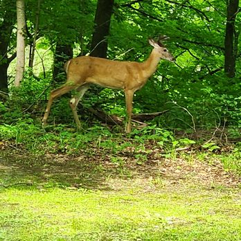 Treetopia Campground - One of Nature's creatures - Campgrounds Near Me - Catskill, New York Treetopia Campground - One of Nature's creatures - Campgrounds Near Me - Catskill, New York