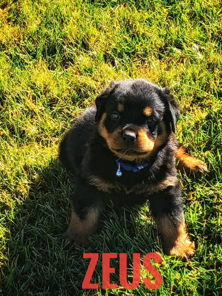 ANIMAL MEDICAL CENTER 49 Photos & 261 Reviews 15013 Main St