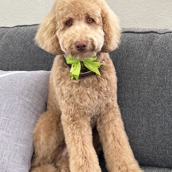 Starstruck Grooming Salon - After photo - Pet Groomers Near Me - Corona, California Starstruck Grooming Salon - After photo - Pet Groomers Near Me - Corona, California