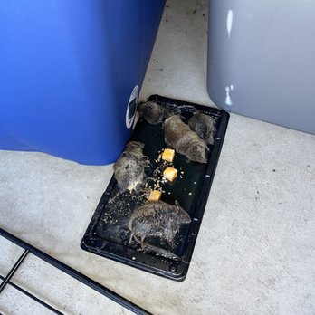 Big John's Storage - We caught 12 mice and are putting more traps in there until we can move out - Self Storage Near Me - Pocatello, Idaho Big John's Storage - We caught 12 mice and are putting more traps in there until we can move out - Self Storage Near Me - Pocatello, Idaho