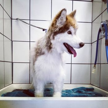 Z Pet Hotel & Spa - Pet Groomers Near Me - Santa Fe, New Mexico Z Pet Hotel & Spa - Pet Groomers Near Me - Santa Fe, New Mexico