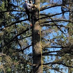 Purple Heart Tree Service 