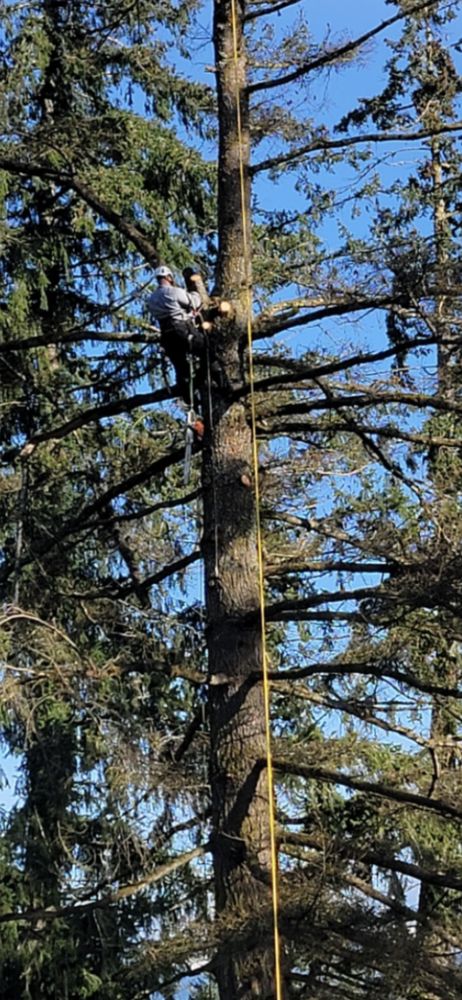 Purple Heart Tree Service  - tree service in Eugene, OR