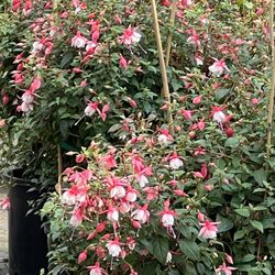 The Fuchsia Farm - Hearty fuchsias are $15 a pot