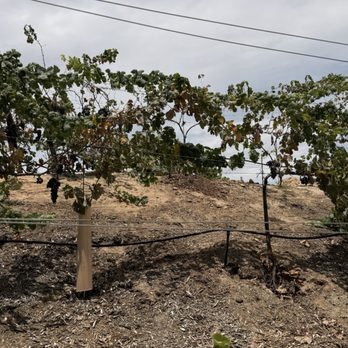 Altisima Winery - Wineries Near Me - Temecula, California