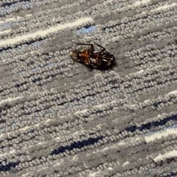 Holiday Inn Express New Albany - Roach