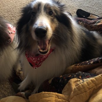 Bark'n Biscuit Salon - Happy Levi! - Pet Groomers Near Me - Merced, California Bark'n Biscuit Salon - Happy Levi! - Pet Groomers Near Me - Merced, California