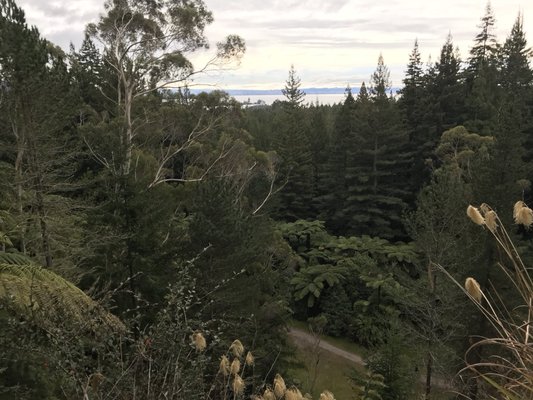 Redwoods – Whakarewarewa Forest by null