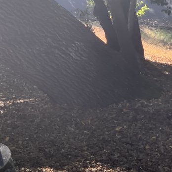 Green Lane Tree Service - Tree Services Near Me - Brentwood, California