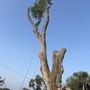 Photo of Amanco Tree Services