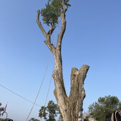 Amanco Tree Services