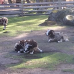 Jacobs Sheep Jacobs Sheep