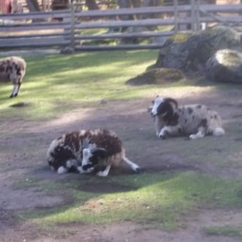 Beacon Hill Children's Farm - Jacobs Sheep - Zoos Near Me - Victoria, British Columbia Beacon Hill Children's Farm - Jacobs Sheep - Zoos Near Me - Victoria, British Columbia
