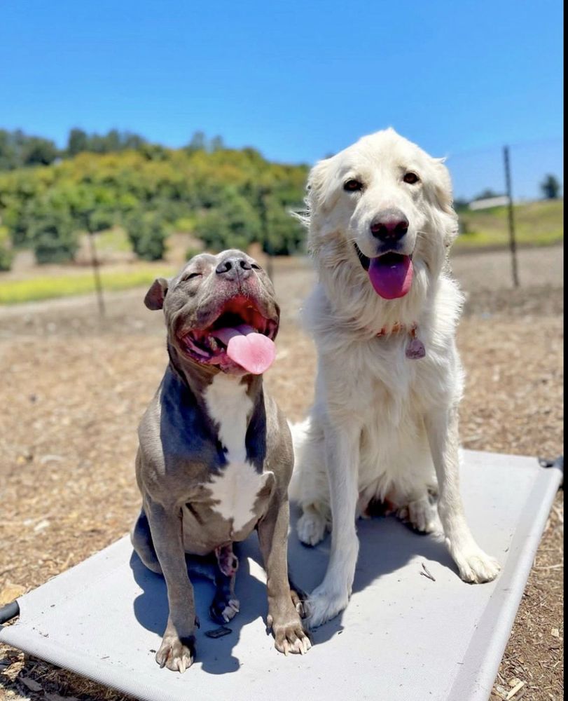 BAR K9 DOG TRAINING 30 Photos Moorpark, California Pet Training Phone Number Yelp