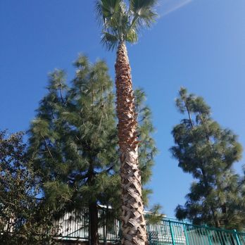 Inland Empire Tree Service - exactly what we asked for should stay clean for a long time - Tree Services Near Me Inland Empire Tree Service - exactly what we asked for should stay clean for a long time - Tree Services Near Me