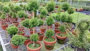 Daylily Floral Cascade by null